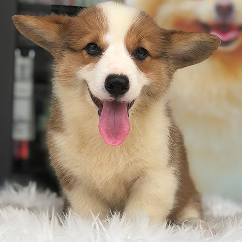 Chó Corgi thuần chủng vui vẻ, nên được huấn luyện và xã hội hóa từ sớm