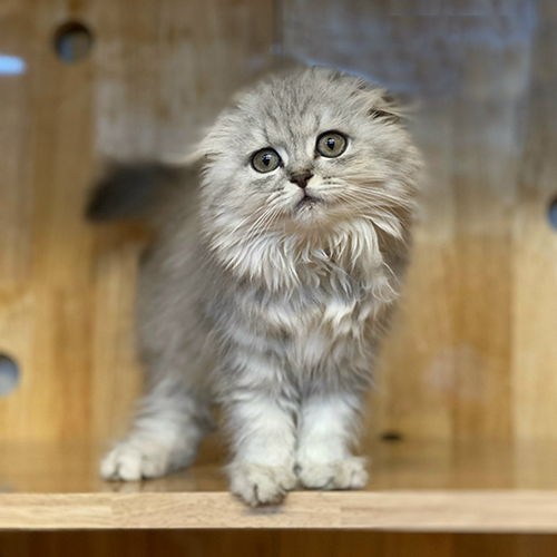 Mèo Scottish Fold lông dài màu xám vằn, tai cụp, mắt tròn đáng yêu.