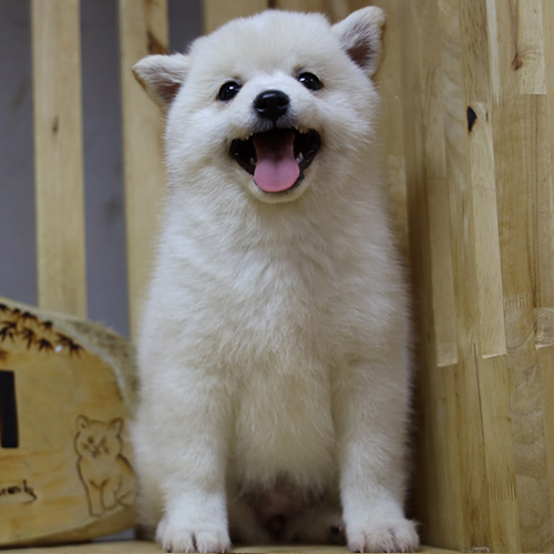 Chó Shiba Inu trắng hiếm và đáng yêu