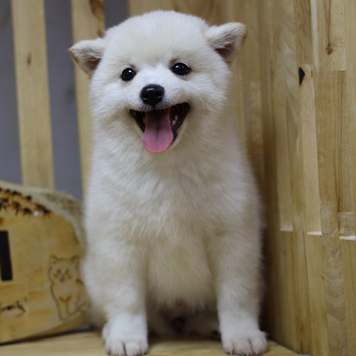 Chó Shiba trắng thuần chủng dễ thương đang ngồi