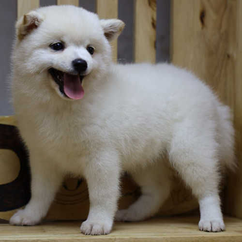 Chó Shiba Inu con màu trắng tinh nghịch đang đứng trong nhà
