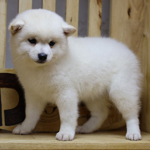 Chó Shiba Inu trắng đứng trên ghế gỗ trong nhà