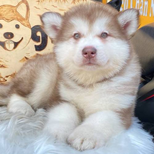 Chó Alaska con màu hồng phấn nằm thư giãn trên thảm lông trắng