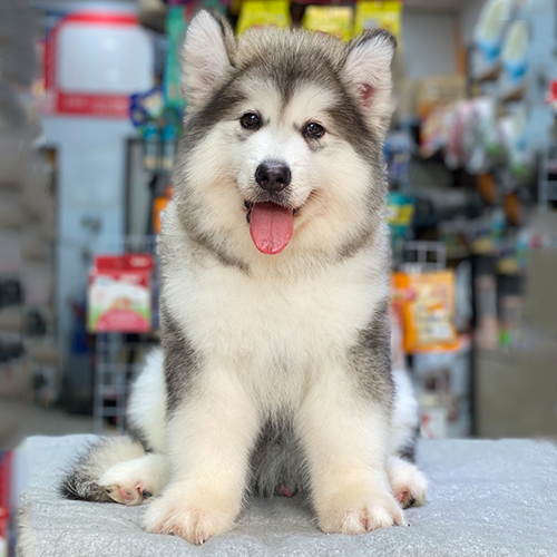 Chó Alaska Giant màu xám trắng dễ thương