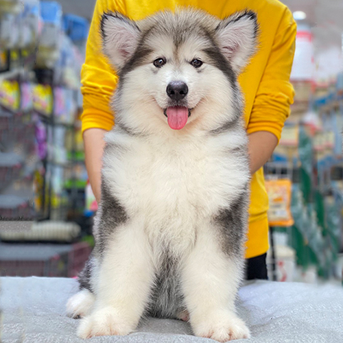 Chó Alaska Giant xám trắng ngồi tạo dáng