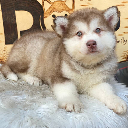 Chó Alaska hồng phấn lông dày nằm thư giãn