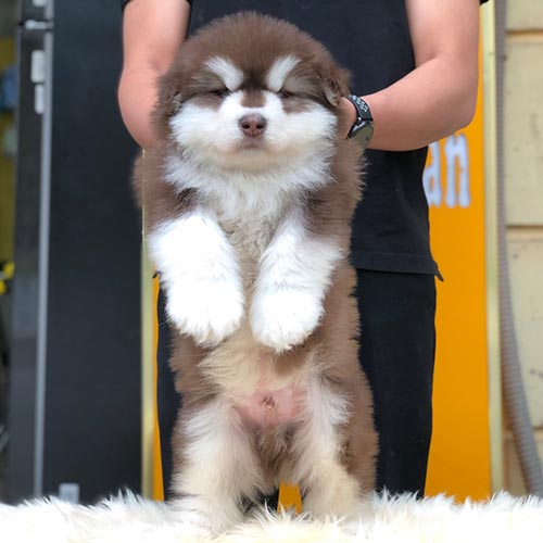 Chó Alaska nâu đỏ với bộ lông mượt mà.