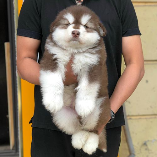 Chó Alaska Malamute lông ngắn, dễ thương và năng động, đang được bế trên tay.
