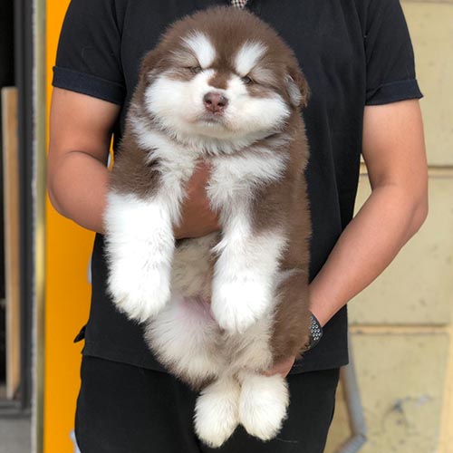 Lưu ý khi chọn mua Alaska Malamute đực - Kiểm tra giấy tờ và ngoại hình chó Alaska Malamute đực.