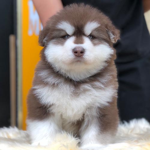 Chó Alaska Mỹ thuần chủng lông nâu đỏ siêu mũm mĩm