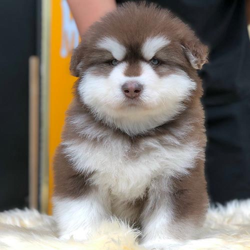 Chó Alaska con nâu đỏ mặt ngầu, ngồi nghiêm túc