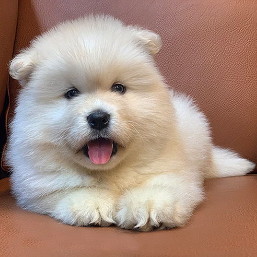 Chó Alaska trắng con mũm mĩm nằm trên ghế sofa