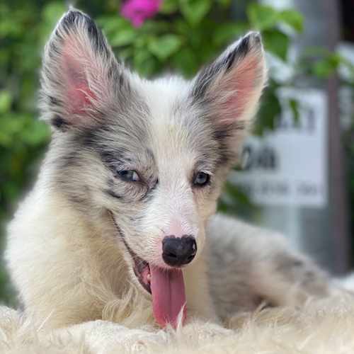 Chó Border Collie Blue Merle với đôi mắt xanh dị sắc