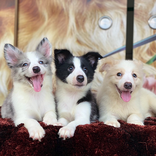Ba chú chó Border Collie con màu Blue Merle, Đen Trắng và Vàng Trắng ngồi cạnh nhau