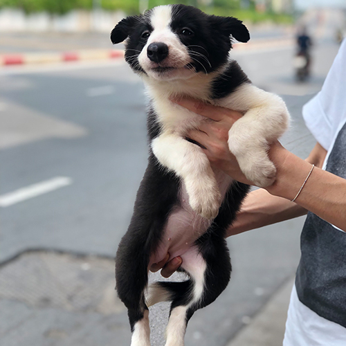 Border Collie đen trắng được bế trên đường phố