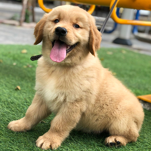 Chó Golden Retriever con 2 tháng tuổi ngồi trên bãi cỏ nhân tạo