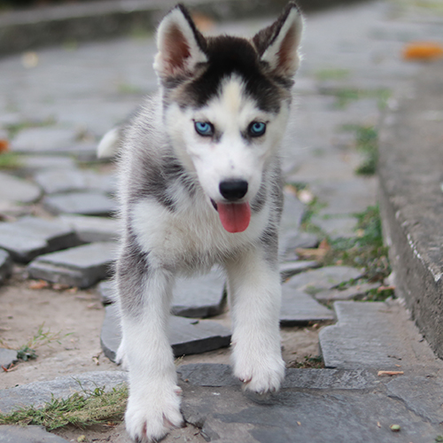 Chó Husky con mắt xanh lưỡi thè, đi trên lối đá