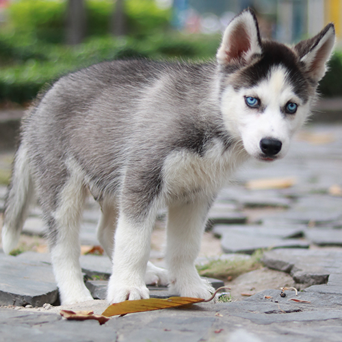 Chó Husky con lông xám trắng, mắt xanh sáng đang đứng trên nền đá.