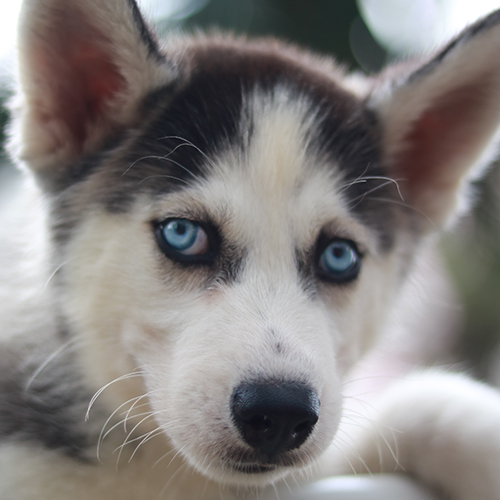 Chó Husky đen trắng mắt xanh với biểu cảm ngáo ngơ