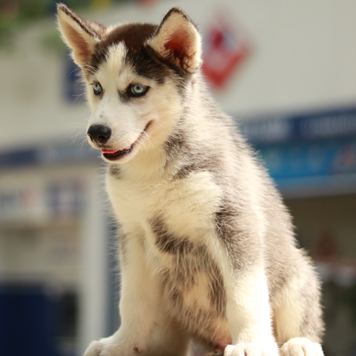 Chó Husky con mắt xanh lông đen trắng ngồi ngoài trời