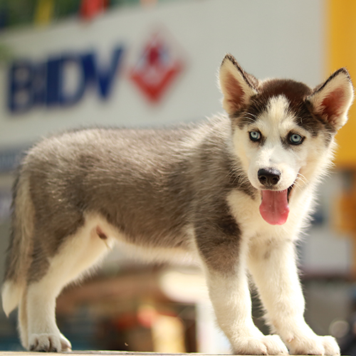 Chó Husky thuần chủng lông xám trắng mắt xanh, đứng ngoài trời