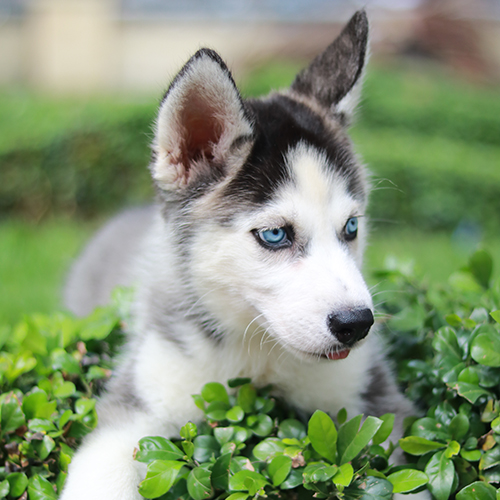 Chó Husky con với đôi mắt xanh nằm trong bụi cây, thể hiện vẻ ngây thơ và tính cách hồn nhiên.