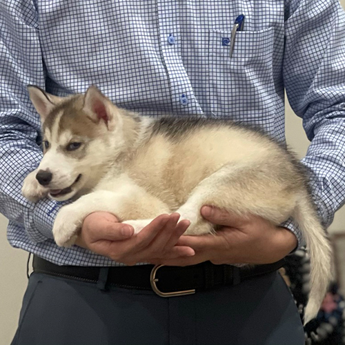 Chó Husky con thuần chủng 2 tháng tuổi nằm ngoan trong vòng tay chủ nhân.