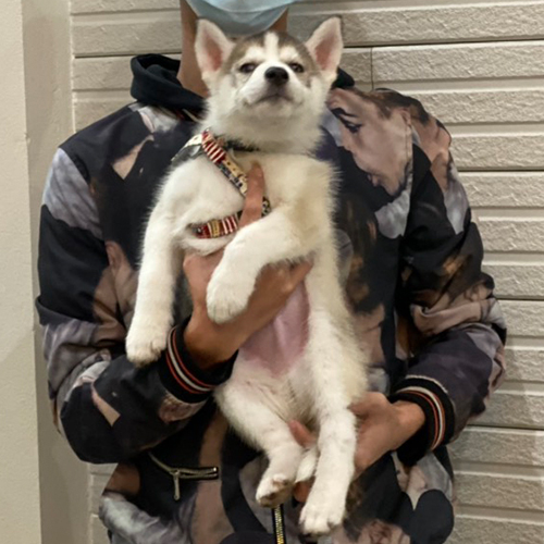 Khách hàng bế chó Husky con trắng xám, đeo dây, đứng trước tường gạch