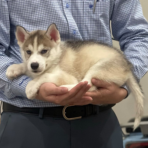 Chó Husky con lông nâu trắng nằm trong tay người đàn ông mặc áo sơ mi