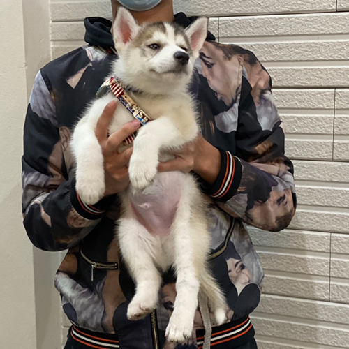 Chó Husky đực xám trắng được bế trên tay sau cuộc đua