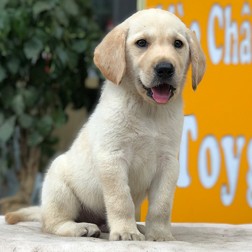 Chó Labrador vàng con ngồi yên nhìn máy ảnh