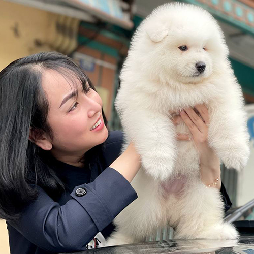 Chó Samoyed con được bế trên tay, người nuôi chăm sóc và quan tâm đến sức khỏe và tâm lý của chó