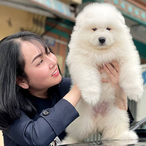 Chó Samoyed con lông trắng được bế trên tay, chuẩn bị chăm sóc lông và vệ sinh