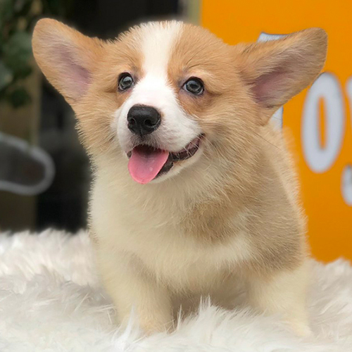 Jaxx, chú chó Corgi vàng trắng 2 tháng tuổi, đực, đáng yêu, khỏe mạnh và thân thiện.