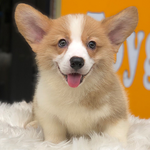 Chó Corgi 4 tháng tuổi khỏe mạnh, dễ thương tại Chomeocanh.com.