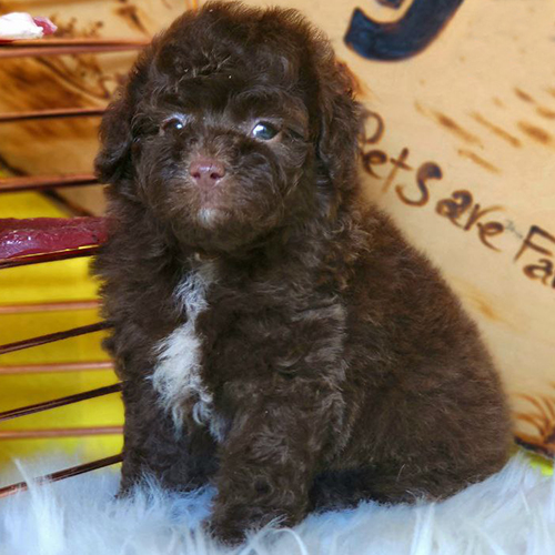 Chó Poodle nâu socola đáng yêu với bộ lông xoăn mềm.