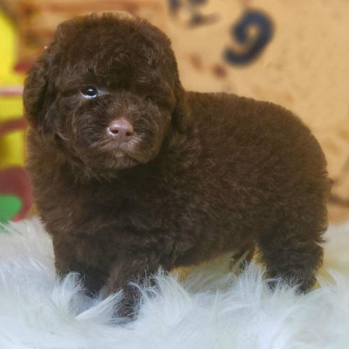 Chó Poodle con lông nâu chocolate mềm mượt trên thảm trắng.