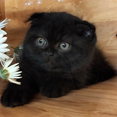 Mèo Scottish Fold màu đen, tai cụp, mắt tròn đáng yêu.