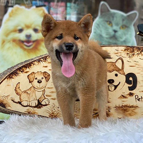 Chó Shiba Inu con Nhật Bản màu đỏ gỉ đứng trên thảm lông trắng