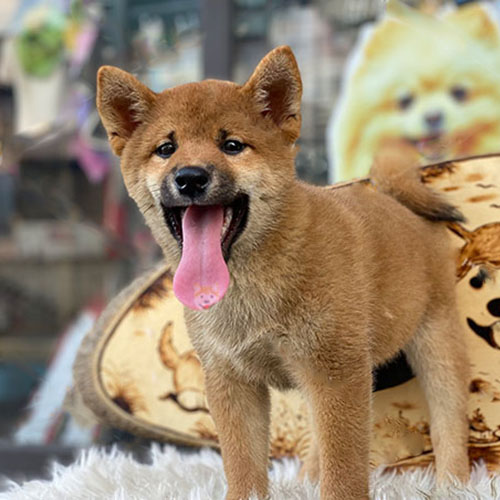 Chó Shiba Inu thuần chủng đáng yêu