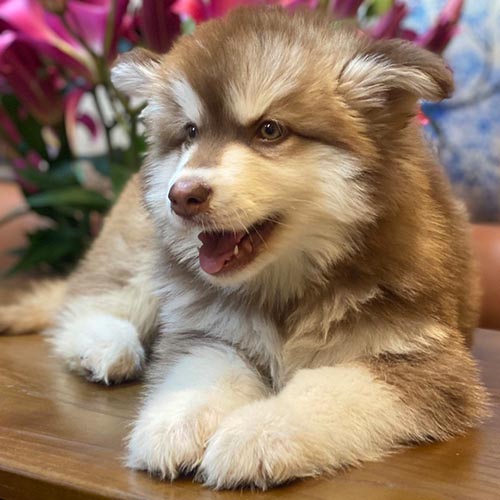 Có nên hỗ trợ chó Alaska khi đẻ con không?