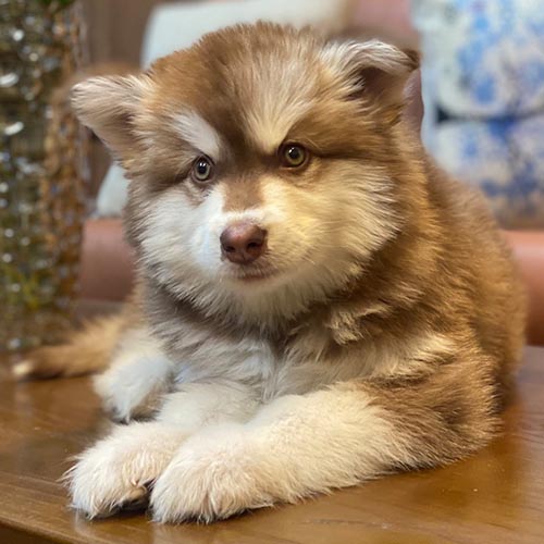 Chó Alaska thân thiện nhưng vẫn cảnh giác khi trông nhà