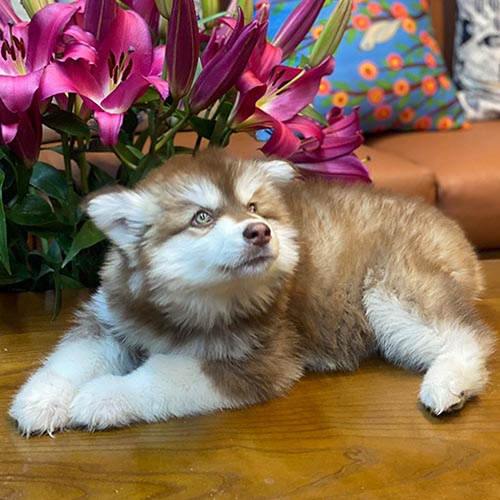 Chó Alaska con lông nâu trắng nằm cạnh hoa tím, ánh mắt tò mò