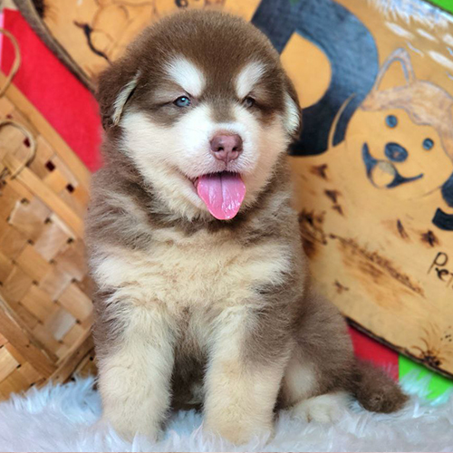 Chú chó Alaska nâu đỏ dễ thương với bộ lông mượt mà.