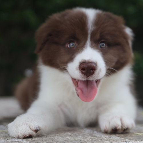 Chó Border Collie nâu đỏ nằm thè lưỡi đáng yêu, ánh mắt lanh lợi