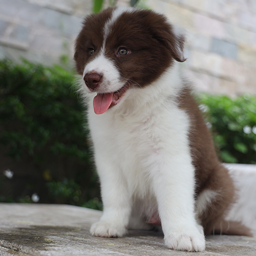 Chó Border Collie nâu đỏ thuần chủng ngồi trên ghế đá