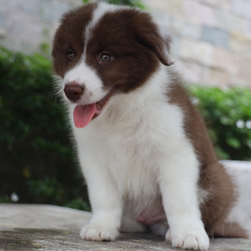 chó Border Collie nâu đỏ đáng yêu ngồi ngoài trời tại Chomeocanh.com