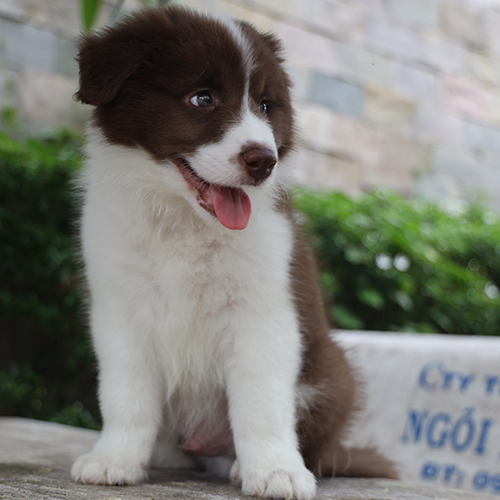 chó Border Collie lông nâu trắng đang ngồi thư giãn ngoài trời