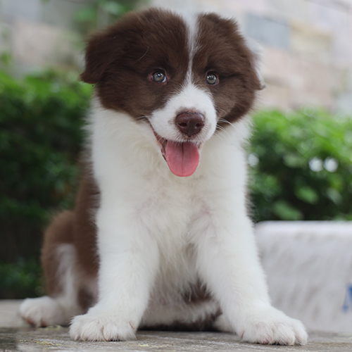 Chó Border Collie nâu đỏ trắng con thuần chủng đáng yêu