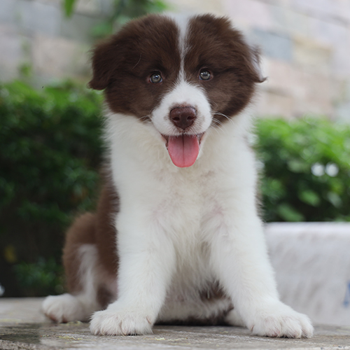 Chó Border Collie nâu đỏ con đang ngồi nghiêm chỉnh, lưỡi thè ra đáng yêu